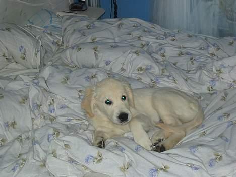 Golden retriever Charlie billede 11