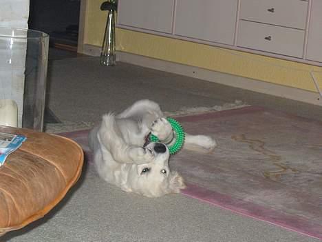 Golden retriever Charlie billede 12