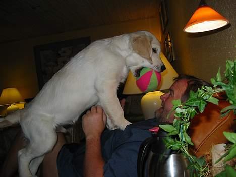 Golden retriever Charlie - ! billede 13