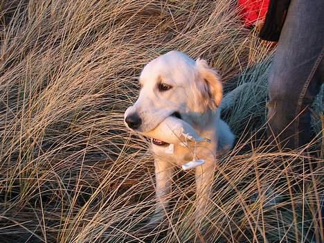 Golden retriever Charlie - Lydighedstræning billede 14