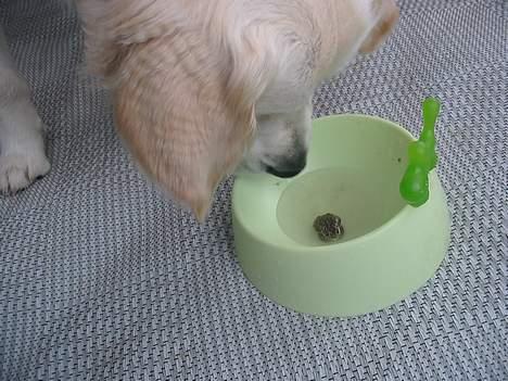 Golden retriever Charlie - Pinsen 2004 billede 15