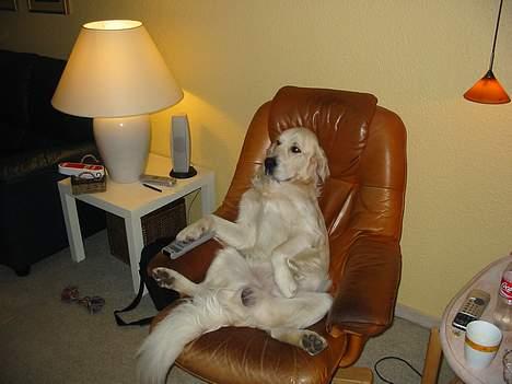 Golden retriever Charlie billede 16