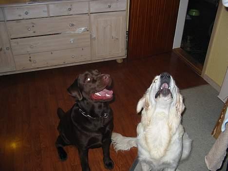 Golden retriever Charlie - Boss & Charlie billede 17