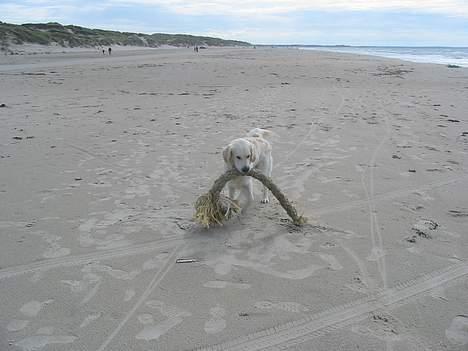 Golden retriever Charlie - Sommeren 2004 billede 18