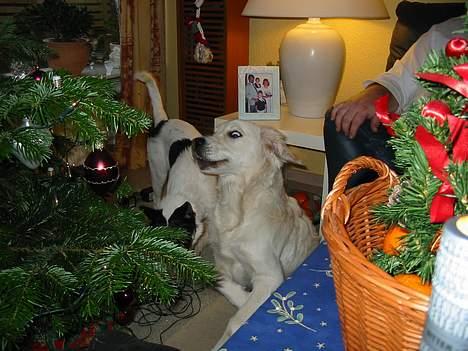 Golden retriever Charlie - Julen 2004 billede 19