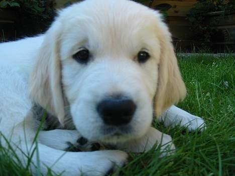 Golden retriever Charlie - Charlie som hvalp! billede 20