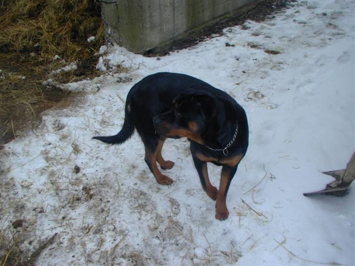 Rottweiler Fia - Mums en god kombination... billede 7