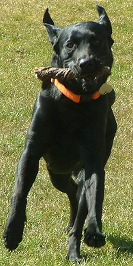 Labrador retriever Jolly (Sussi) billede 11