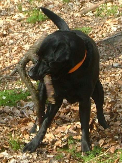 Labrador retriever Jolly (Sussi) billede 12