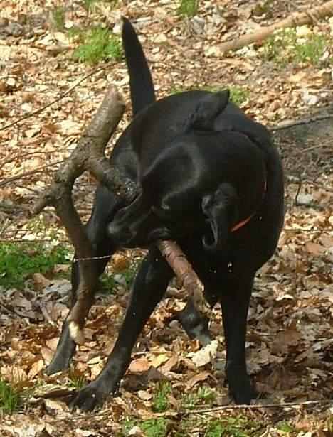 Labrador retriever Jolly (Sussi) billede 13