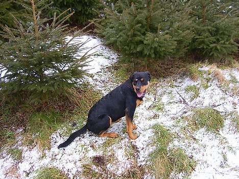 Rottweiler Bailey - sidder jeg ikke flot,selv om det er koldt billede 11