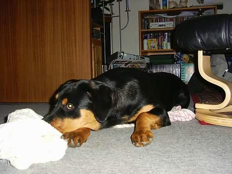 Rottweiler Bailey - hvad skal jeg nu finde på at lave billede 12