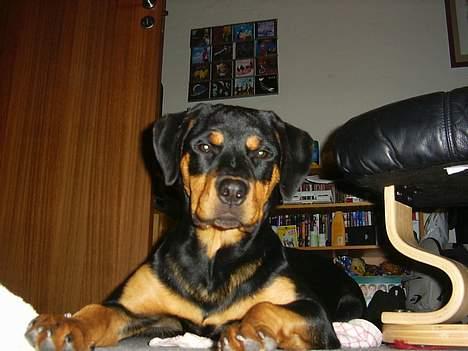 Rottweiler Bailey - tag nu bare det billede,så jeg kan komme vidre billede 13