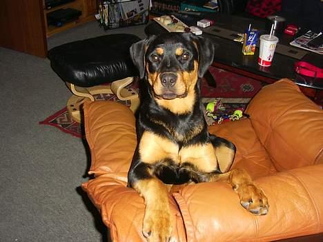 Rottweiler Bailey - Det er altså min stol far billede 14