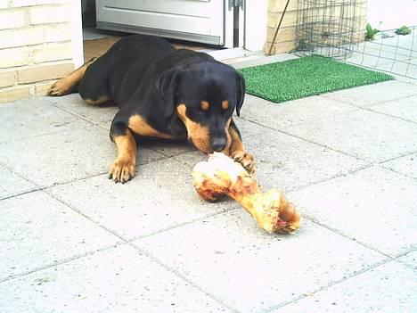 Rottweiler Bailey - Godt nok et stort Kødben mor har købt til mig billede 15