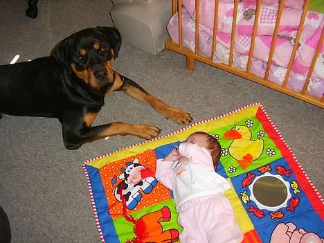 Rottweiler Bailey - Og de siger min race er farlig overfor børn hmm elsker lillesøster billede 16
