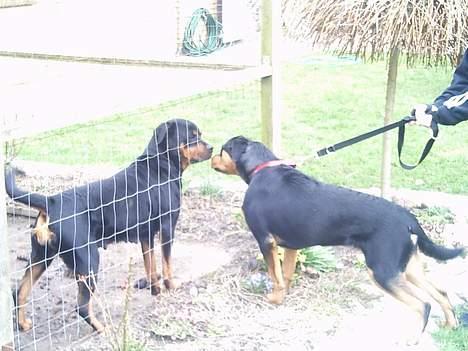 Rottweiler Bailey - mig og en veninde,selv om jeg ikke må komme der ind billede 17