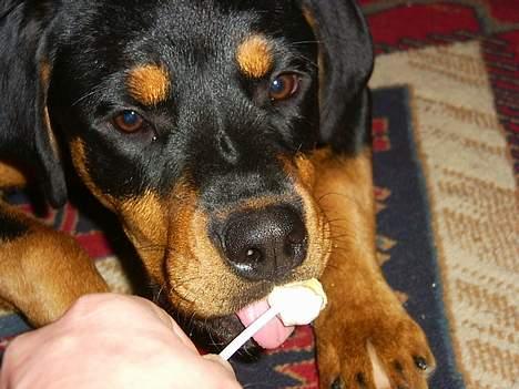 Rottweiler Bailey - jeg er hel vild med slikke- pind,men de er godt nok stærke billede 19