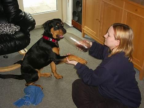 Rottweiler Bailey - jeg kan godt lige hjælpe dig med at åbne den mor. billede 20