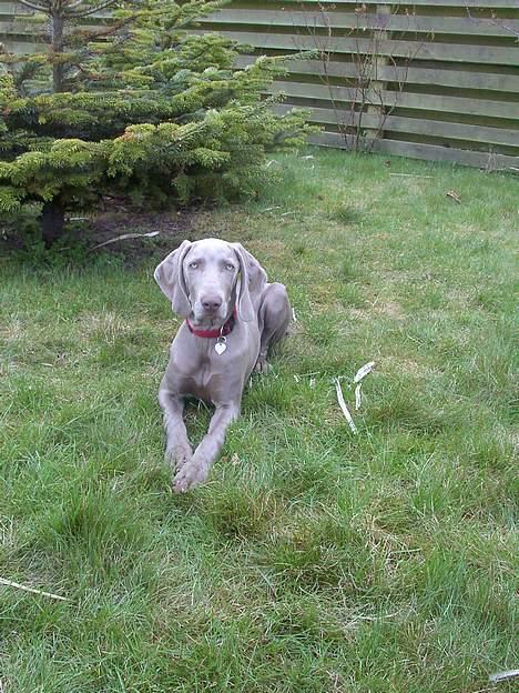 Weimaraner Hot Shoot's Eleu "Himmelhund" - Eleu i haven (5 md.) billede 13