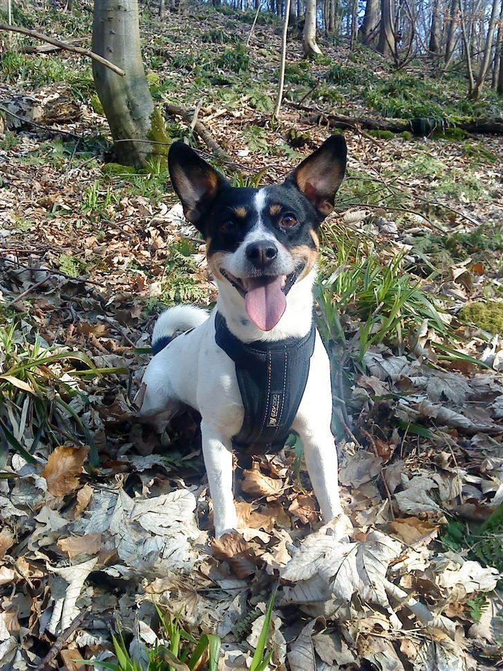 Blanding af racer milo - milo på skovtur :) 2009 billede 3
