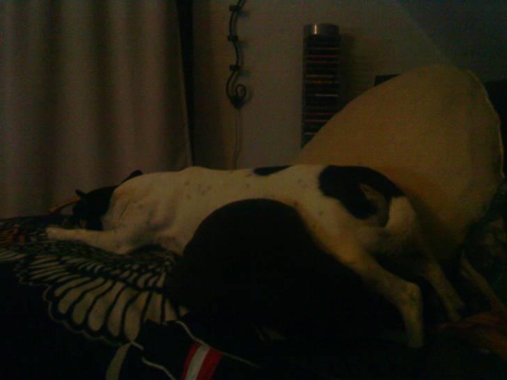 Blanding af racer milo - hvem sagde sofadyr :) billede 4