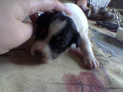 Blanding af racer milo - he he han prøver sgu allerede at kravle (14dage) billede 5