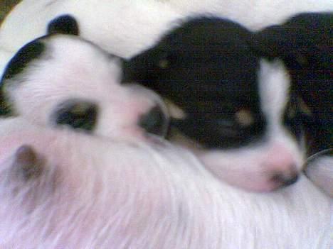 Blanding af racer milo - milo og hans søster som min søster skal have (14dage) billede 6