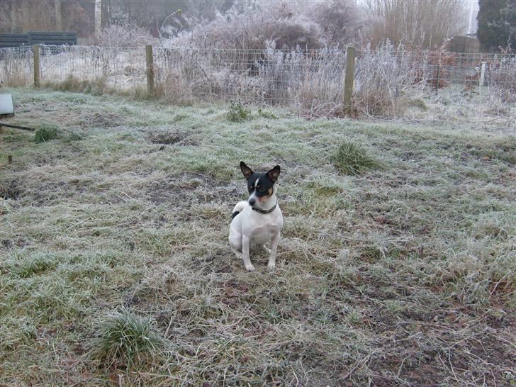 Blanding af racer milo - puuuha kolde vejr 16/12/07 billede 7