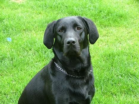 Labrador retriever Jolly (Sussi) billede 14