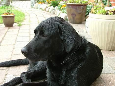 Labrador retriever Jolly (Sussi) billede 15