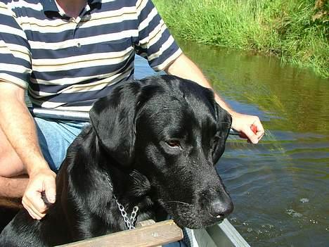 Labrador retriever Jolly (Sussi) billede 16