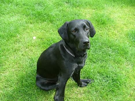 Labrador retriever Jolly (Sussi) billede 18