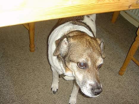 Dansk svensk gaardhund Pjevs - hvem gemmer sig under bordet??..-det gør pjevs vist! billede 4