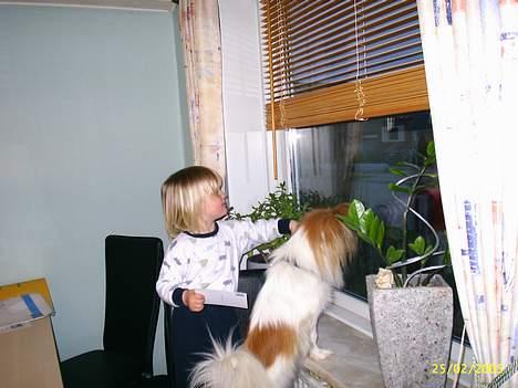 Blanding af racer gismo *nyt og godt hjem* billede 8