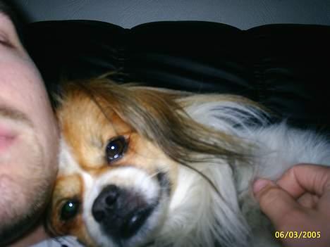 Blanding af racer gismo *nyt og godt hjem* billede 10