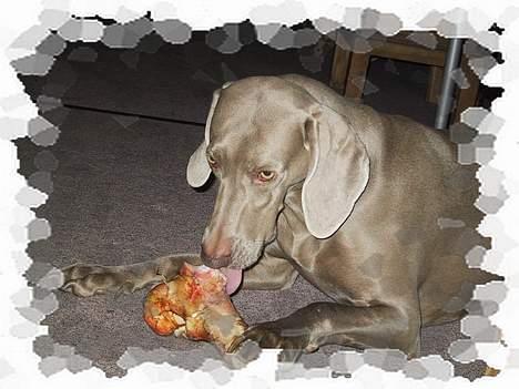 Weimaraner HOT SHOOT´S CHAOS HD-A - BARE GUF DET BEN!! billede 11