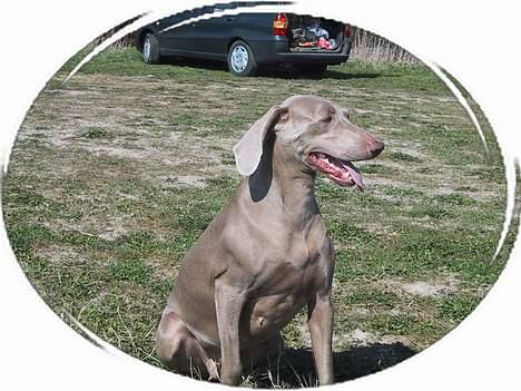 Weimaraner HOT SHOOT´S CHAOS HD-A - Og så skal jeg bare sidde her?? Keeeeeeeeeedeligt! billede 12