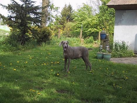 Weimaraner HOT SHOOT´S CHAOS HD-A - Se min fine mave - om to uger går det løs billede 13