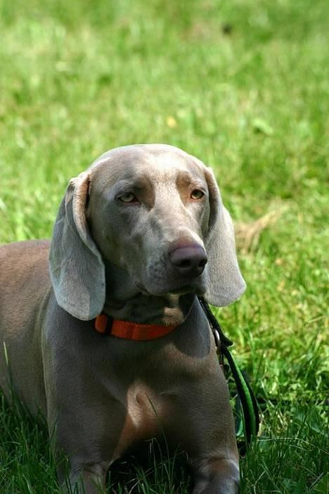 Weimaraner HOT SHOOT´S DITTO HD-A - TAGET I TYSKLAND 2004 billede 16