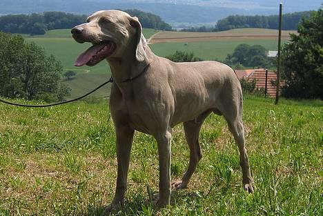 Weimaraner HOT SHOOT´S DITTO HD-A - DITTOS "MAND" 2006 ARTO HD-A schweits - verdens mest vindende hund - INTCH JC billede 17