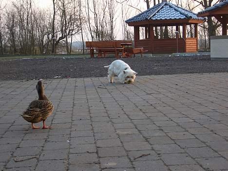West highland white terrier Tottie - Skal vi lege med bold??? Du får den bare ikke.... hihi billede 15