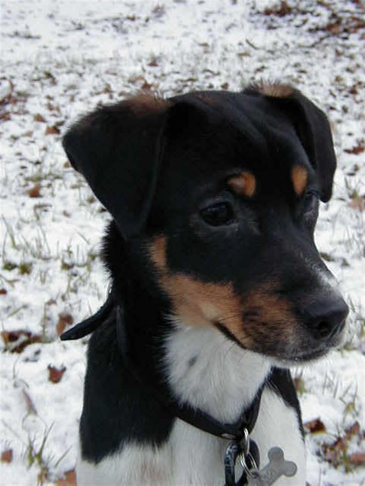 Dansk svensk gaardhund King - King som stor hvalp billede 9