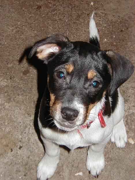 Dansk svensk gaardhund King - King som hvalp billede 10