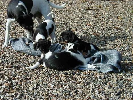 Dansk svensk gaardhund King - King med sin mor Perle og to af sine brødre. King er den med den lille korte snude, der kigger mod venstre :) billede 11