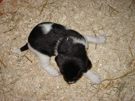 Dansk svensk gaardhund King - King som lille baby, kun få uger gammel. Jeg kunne slet ikke stå for ham! :) billede 12