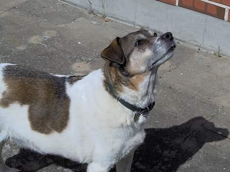 Dansk svensk gaardhund Pjevs - hvis jeg nu står meget fint her så kommer der nok en godbid... billede 5