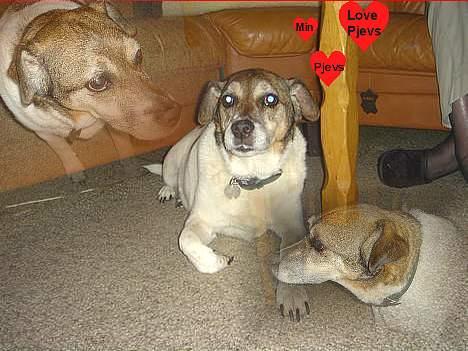 Dansk svensk gaardhund Pjevs - min elskede pjevs..<3 billede 6