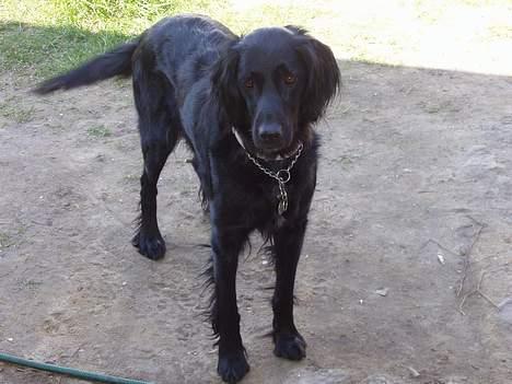 Blanding af racer Lucky - Hej! Jeg er Lucky! billede 1