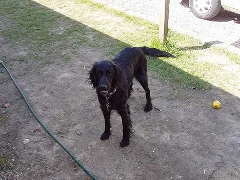 Blanding af racer Lucky - Vuf er jeg ikke god til at stå model billede 2